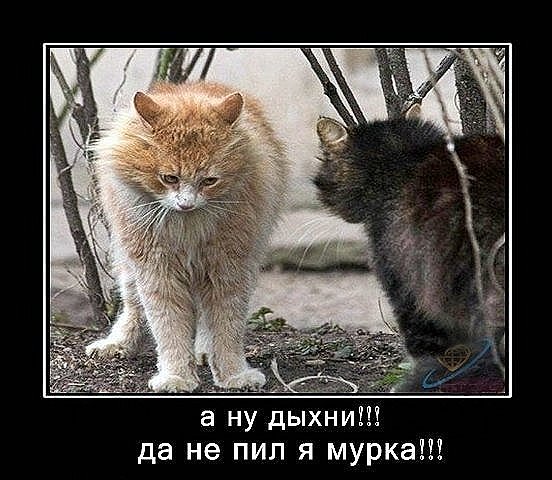 http://cs9631.vkontakte.ru/u13811640/108969305/x_97beb23b.jpg